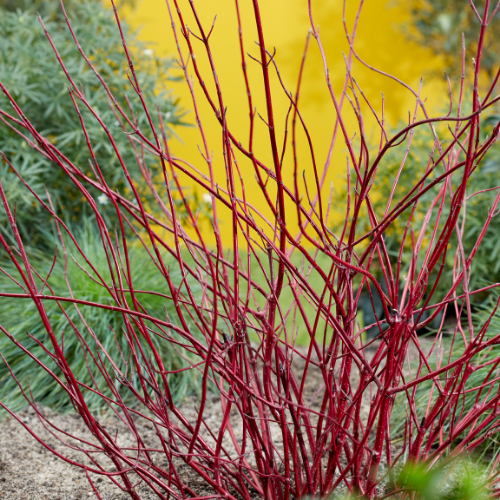 Inspiration Plantipp